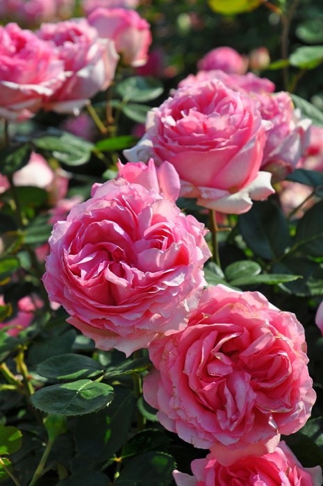 �����ġۥХ��� �ҥ��ȥ꡼ ���� 6��ȭ�����ʡ�J-HT10��