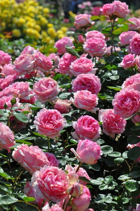 �����ġۥХ��� �ҥ��ȥ꡼ ���� 6��ȭ�����ʡ�J-HT10��