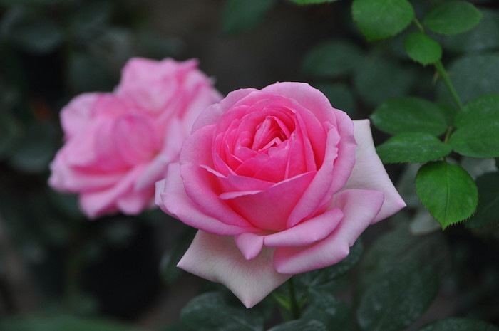 �����ġۥХ��� �ҥ��ȥ꡼ ���� 6��ȭ�����ʡ�J-HT10��