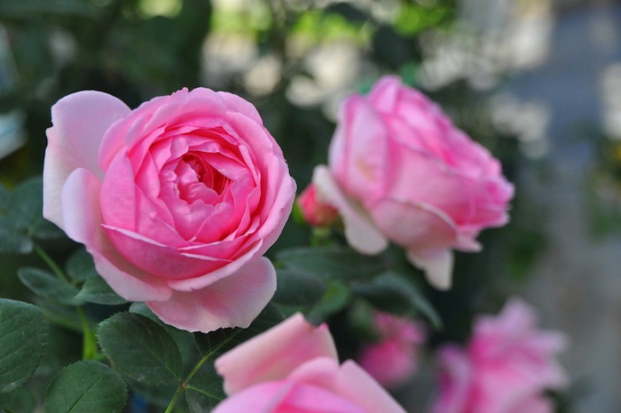 �����ġۥХ��� �ҥ��ȥ꡼ ���� 6��ȭ�����ʡ�J-HT10��