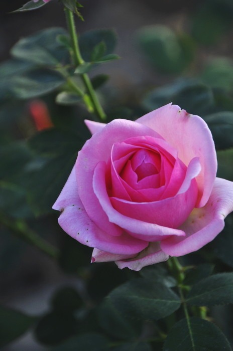 �����ġۥХ��� �ҥ��ȥ꡼ ���� 6��ȭ�����ʡ�J-HT10��