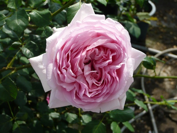 ġۥХ ȥåȤ  6ȭʡӿ建 ϿʼϡKb-KBO