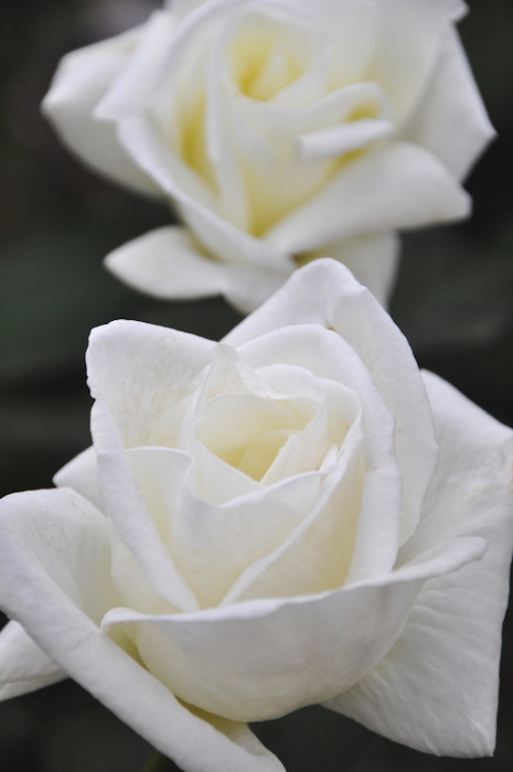 ���ߵ����ġۥХ��� ��������ե�󥽥� ���� 6��ȭ�����ʡη����ʼ�ϡ�IR-IRO4�ա�0109�����