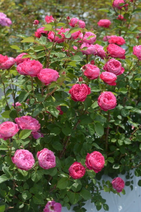 �Х��ġ����ġۥ����ǥߥ� ���� 6��ȭ�����ʡη����ʼ�ϡ�Kb-BRN��