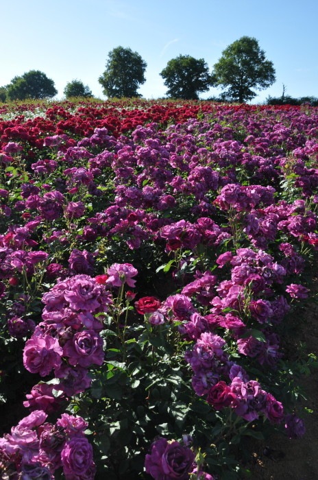 ���ߵ����ġۥХ��� �ߥ��ƥ�塼�� ���� 6��ȭ�����ʡ����ӿ建�� ��Ͽ�ʼ�ϡ�Han-DOR��