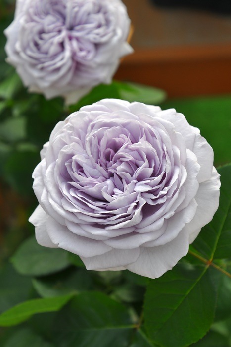 �Х��ġ����ġۥ��ꥢ�� ���� 6��ȭ�����ʡη����ʼ�ϡ�J-RO��