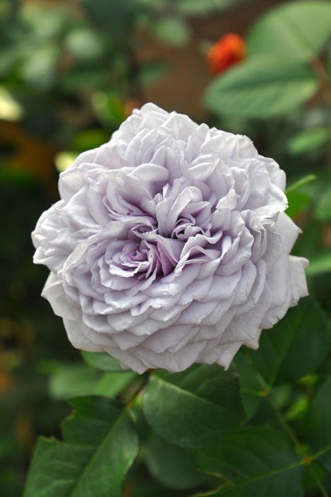 �Х��ġ����ġۥ��ꥢ�� ���� 6��ȭ�����ʡη����ʼ�ϡ�J-RO��