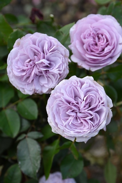 �Х��ġ����ġۥ��ꥢ�� ���� 6��ȭ�����ʡη����ʼ�ϡ�J-RO��