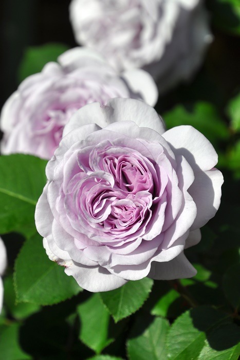 �Х��ġ����ġۥ��ꥢ�� ���� 6��ȭ�����ʡη����ʼ�ϡ�J-RO��