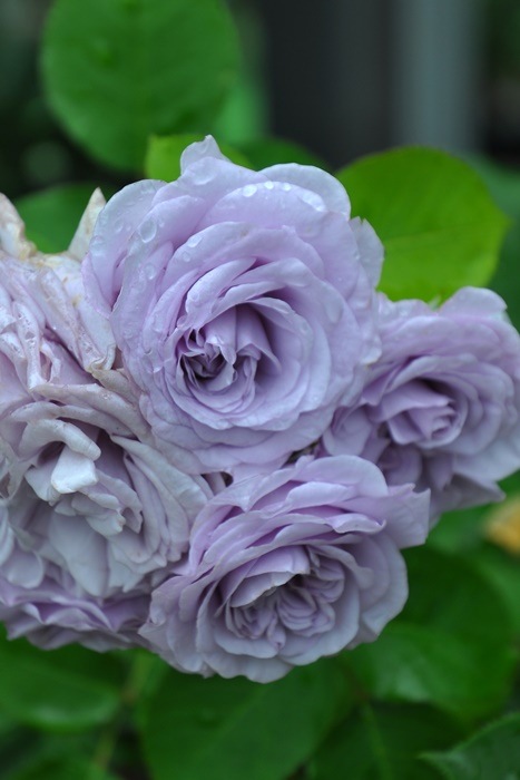 �Х��ġ����ġۥ��ꥢ�� ���� 6��ȭ�����ʡη����ʼ�ϡ�J-RO��