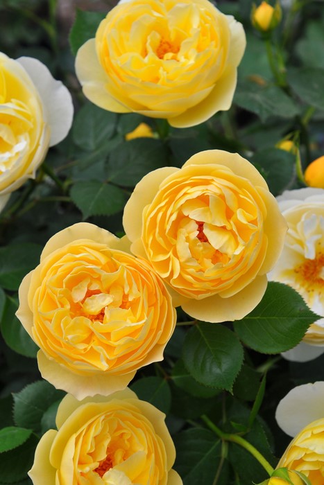 �Х��ġ����ġۥ�奷������ ���� 6��ȭ�����ʡ����ӿ建�� ��Ͽ�ʼ�ϡ�J-RP��