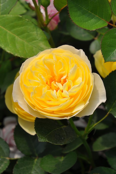 �Х��ġ����ġۥ�奷������ ���� 6��ȭ�����ʡ����ӿ建�� ��Ͽ�ʼ�ϡ�J-RP��