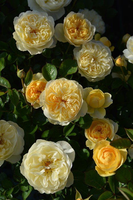 �Х��ġ����ġۥ�奷������ ���� 6��ȭ�����ʡ����ӿ建�� ��Ͽ�ʼ�ϡ�J-RP��