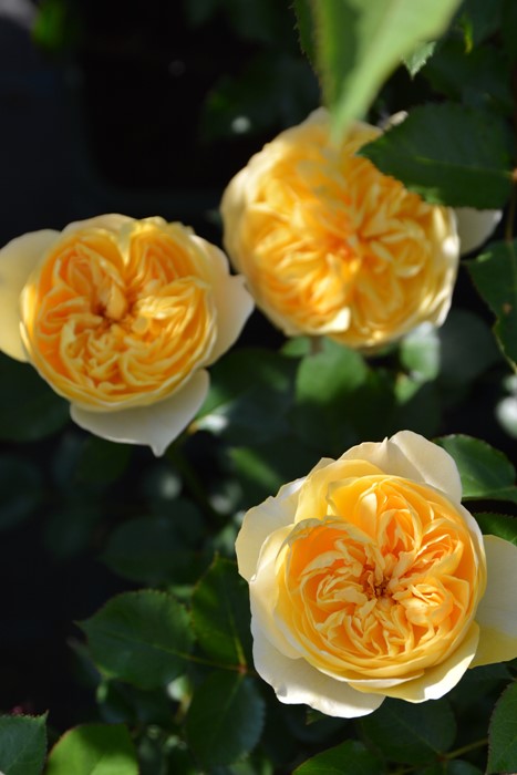 �Х��ġ����ġۥ�奷������ ���� 6��ȭ�����ʡ����ӿ建�� ��Ͽ�ʼ�ϡ�J-RP��