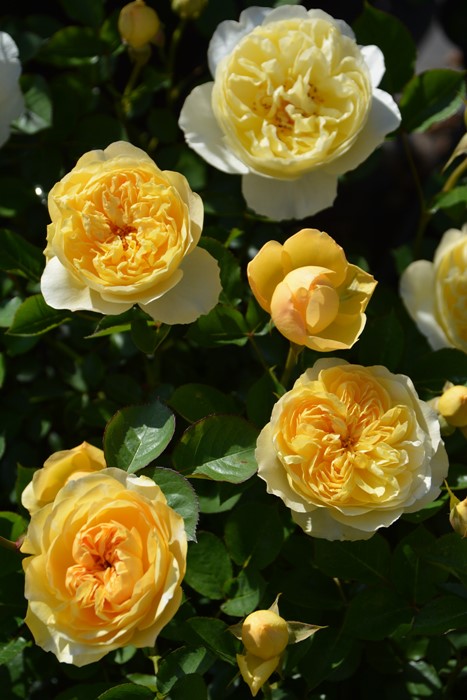 �Х��ġ����ġۥ�奷������ ���� 6��ȭ�����ʡ����ӿ建�� ��Ͽ�ʼ�ϡ�J-RP��