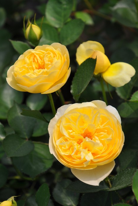 �Х��ġ����ġۥ�奷������ ���� 6��ȭ�����ʡ����ӿ建�� ��Ͽ�ʼ�ϡ�J-RP��