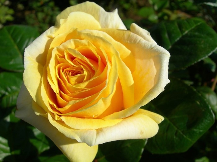 �����ġۥХ��� �ߥ���󥸥��� ���� 6��ȭ�����ʡ�J-CL20��