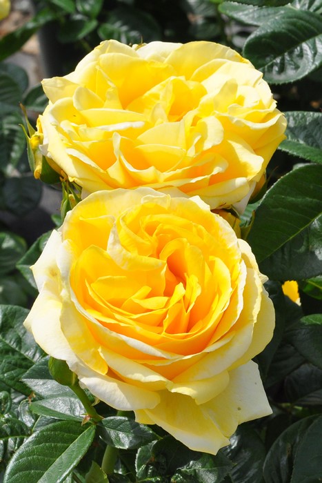 �����ġۥХ��� �ߥ���󥸥��� ���� 6��ȭ�����ʡ�J-CL20��