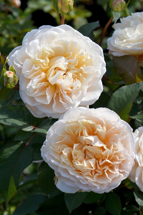 ���ߵ����ġۥХ��� ������� ���� 6��ȭ�����ʡ����ӿ建�� �ʼ���Ͽ�д���ϡ�J-RP�ա�1201�����