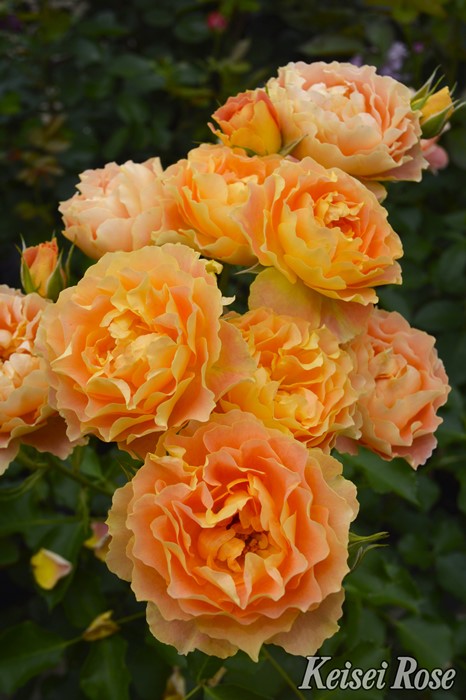 �Х��ġڿ��ġۥ��ץꥳ�åȥ��ե��� ���ġ����ӿ建�� �ʼ���Ͽ�д���ϡ�J-IRM3��