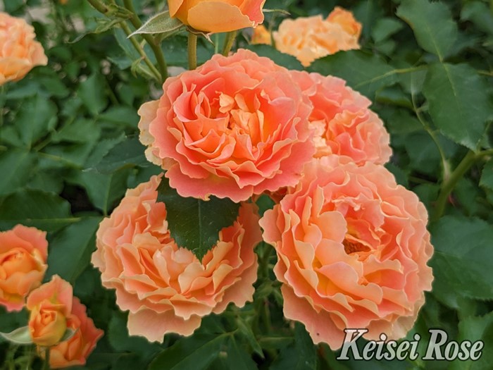 �Х��ġڿ��ġۥ��ץꥳ�åȥ��ե��� ���ġ����ӿ建�� �ʼ���Ͽ�д���ϡ�J-IRM3��