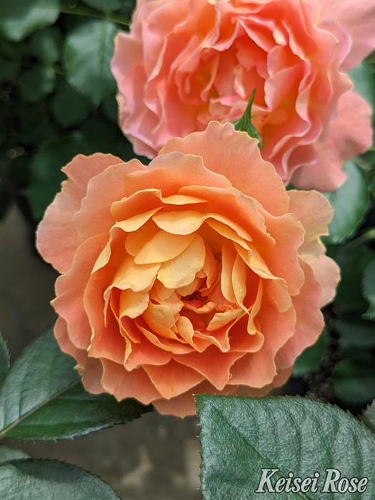 �Х��ġڿ��ġۥ��ץꥳ�åȥ��ե��� ���ġ����ӿ建�� �ʼ���Ͽ�д���ϡ�J-IRM3��