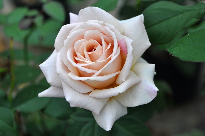 ġۥХ ѥɥҡ  6ȭʡJ-HT20