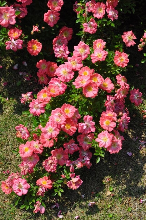 ġۥХ Ϥʤߤڲָ  6ȭʡJ-CL20