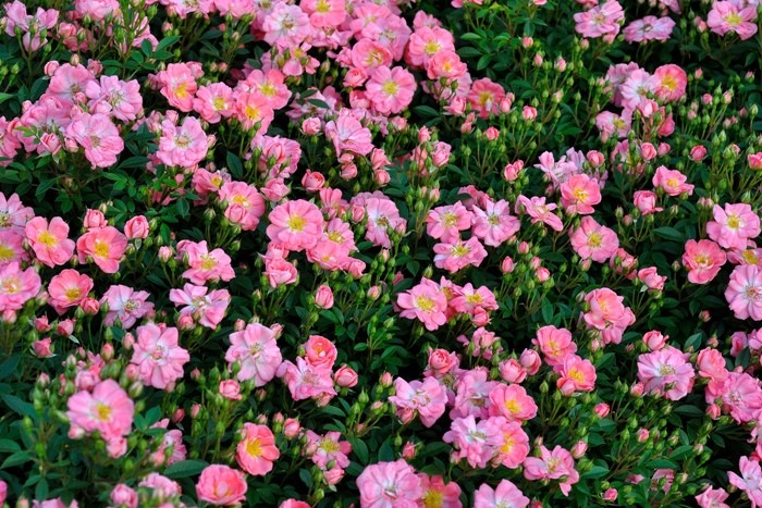 ġۥХ Ϥʤߤڲָ  6ȭʡJ-CL20