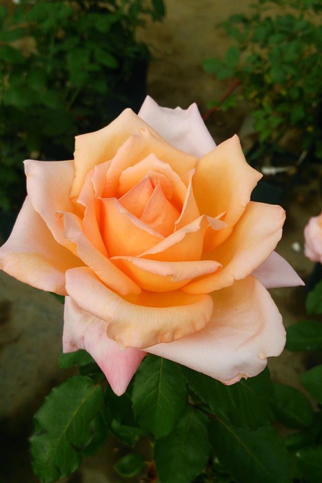 Хġġۤऽ̴ۡ  6ȭʡηʼϡIR-IRO3