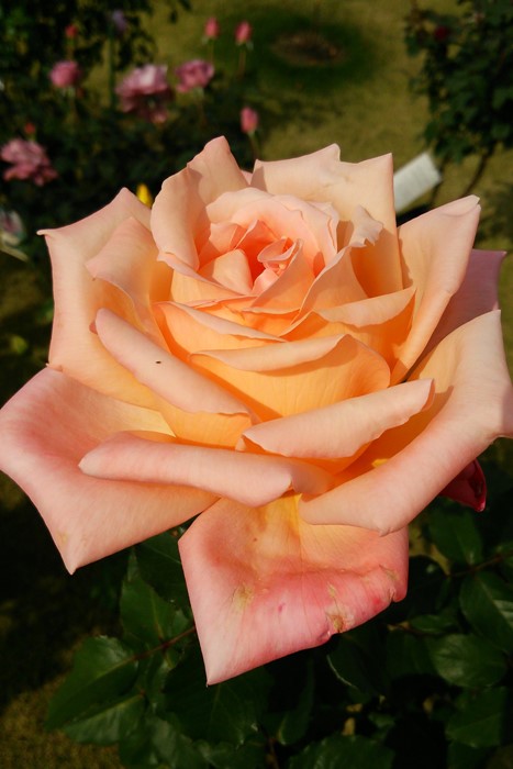 Хġġۤऽ̴ۡ  6ȭʡηʼϡIR-IRO3