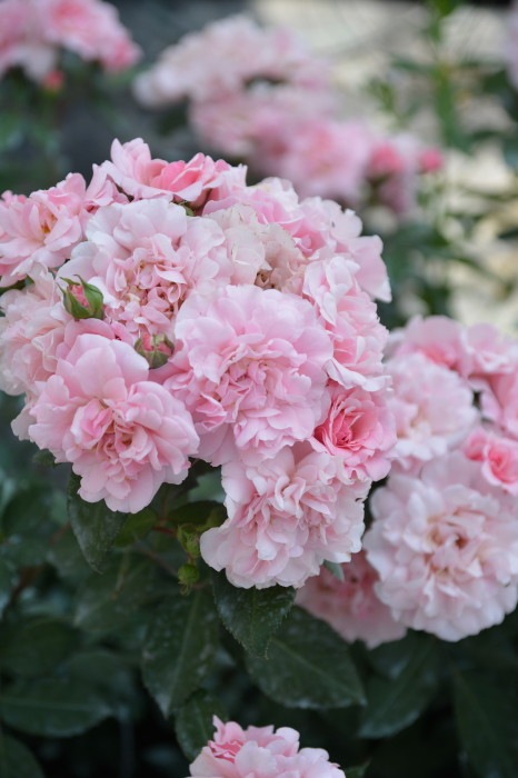 Хġġۥ٥ˡ  6ȭʡηʼϡKb-BRN