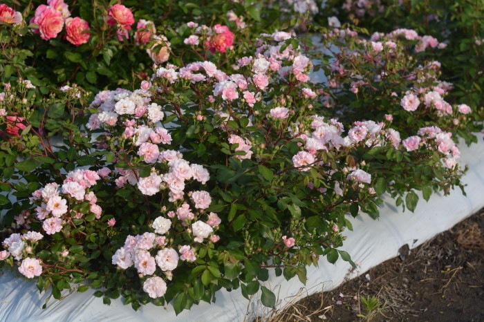 Хġġۥ٥ˡ  6ȭʡηʼϡKb-BRN