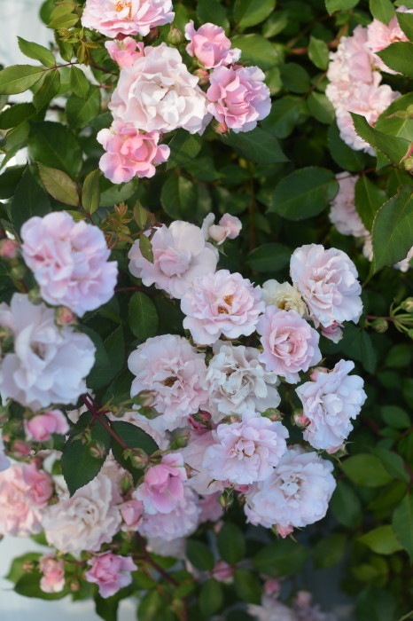 Хġġۥ٥ˡ  6ȭʡηʼϡKb-BRN