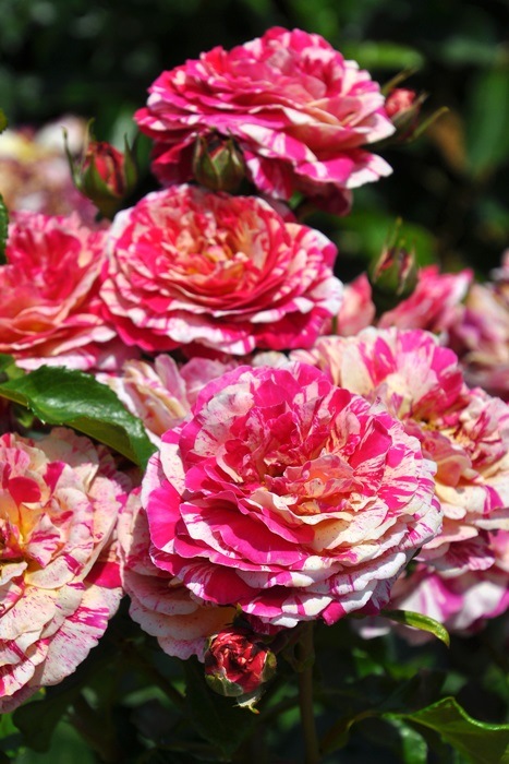 大苗 バラ苗 トイトイトイ Sh絞赤 国産苗 6号鉢植え品 農林水産省 品種登録出願中 Ir Iro3 すべての商品 バラの家 公式本店 ロサオリエンティス バラ苗 専門店