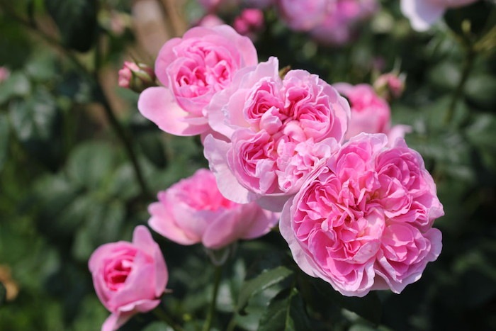 Хġġۥڥȥ  6ȭʡηʼϡJ-RO