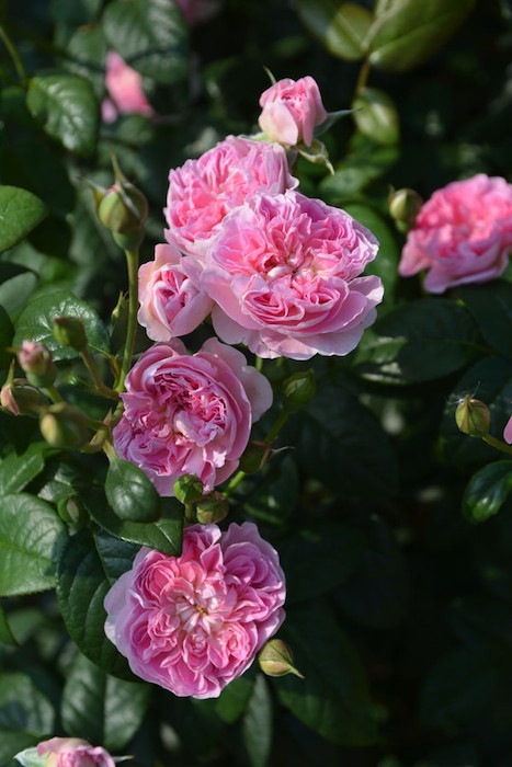 Хġġۥڥȥ  6ȭʡηʼϡJ-RO