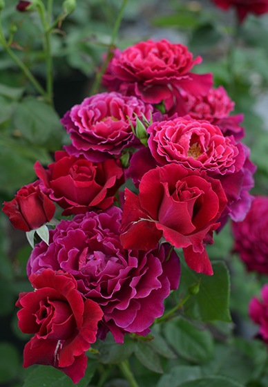 Хġġۥ꡼̥롼  6ȭʡӿ建 ϿʼϡKb-KBO