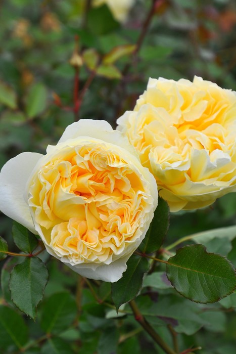 ġۥХ ꥨ  6ȭʡӿ建 ϿʼϡJ-RP