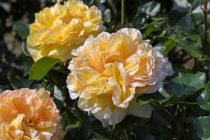 ġۥХ ꥨ  6ȭʡӿ建 ϿʼϡJ-RP