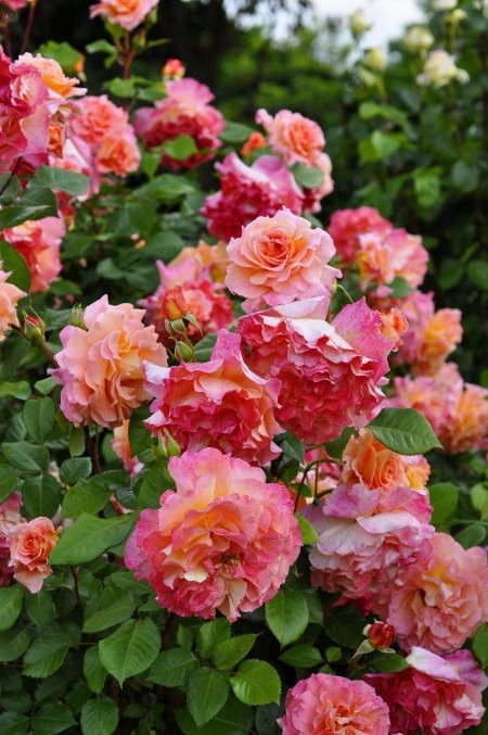 ���ߵ����ġۥХ��� �����������륤���� ���� 6��ȭ�����ʡ�J-CL10��