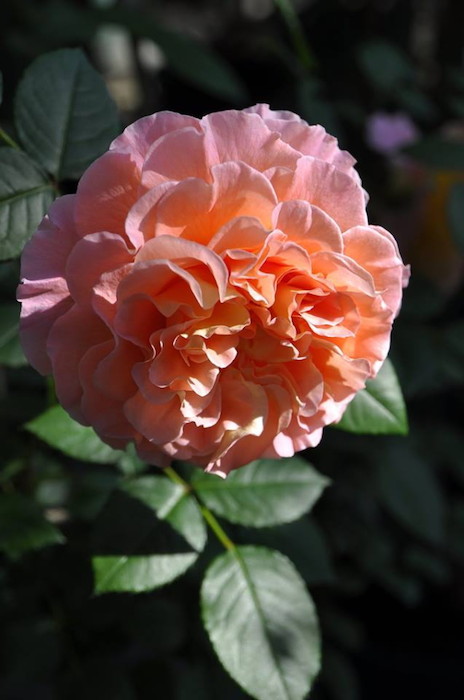 ���ߵ����ġۥХ��� �����������륤���� ���� 6��ȭ�����ʡ�J-CL10��