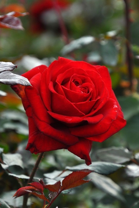 �Х��ġ����ġۥ�åɥ������� ���� 6��ȭ�����ʡ�J-HT10��