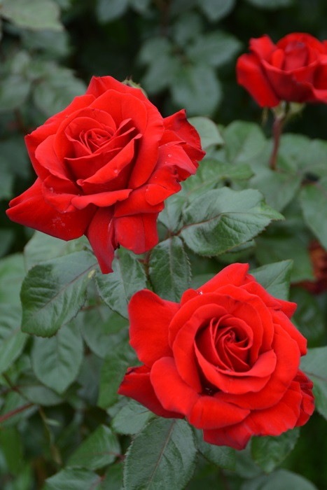 �Х��ġ����ġۥ�åɥ������� ���� 6��ȭ�����ʡ�J-HT10��