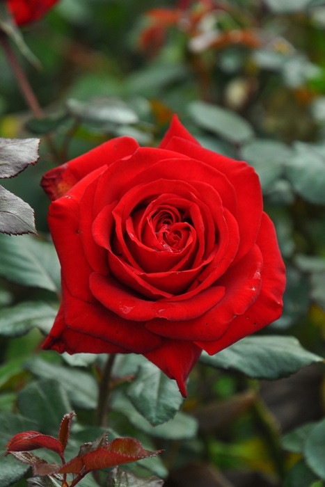 �Х��ġ����ġۥ�åɥ������� ���� 6��ȭ�����ʡ�J-HT10��