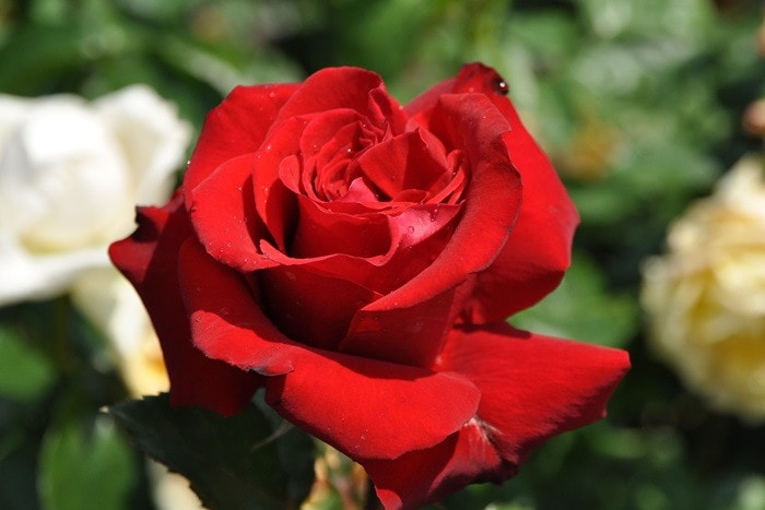 �Х��ġ����ġۥ�åɥ������� ���� 6��ȭ�����ʡ�J-HT10��