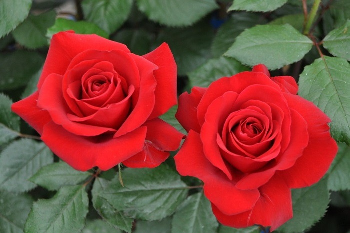 �Х��ġ����ġۥ�åɥ������� ���� 6��ȭ�����ʡ�J-HT10��