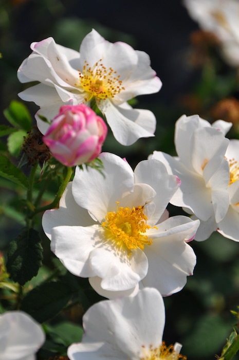 大苗 バラ苗 ヘーベスリップ D白 国産苗 6号鉢植え品 即納 J Oc すべての商品 バラの家 公式本店 ロサオリエンティス バラ苗 専門店