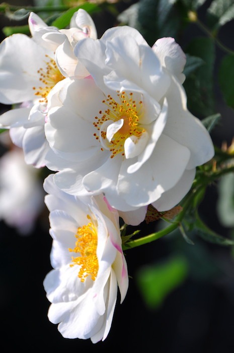 大苗 バラ苗 ヘーベスリップ D白 国産苗 6号鉢植え品 即納 J Oc すべての商品 バラの家 公式本店 ロサオリエンティス バラ苗 専門店