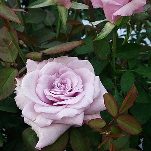 ڥ若ۡġۥХ ֥롼ԥꥪ  6ȭʡηʼϡKMG-GR ָ